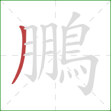 鵬的笔顺第1画：撇