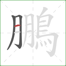 鵬的笔顺第3画：横