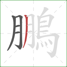 鵬的笔顺第5画：撇