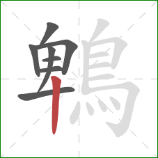 鵯的笔顺第8画：竖
